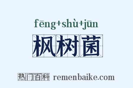 枫树菌是什么意思的图片